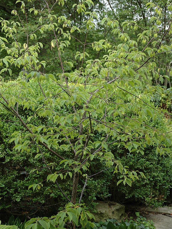 Halesia-tetraptera-var monticola-Rosea frm-3.jpg